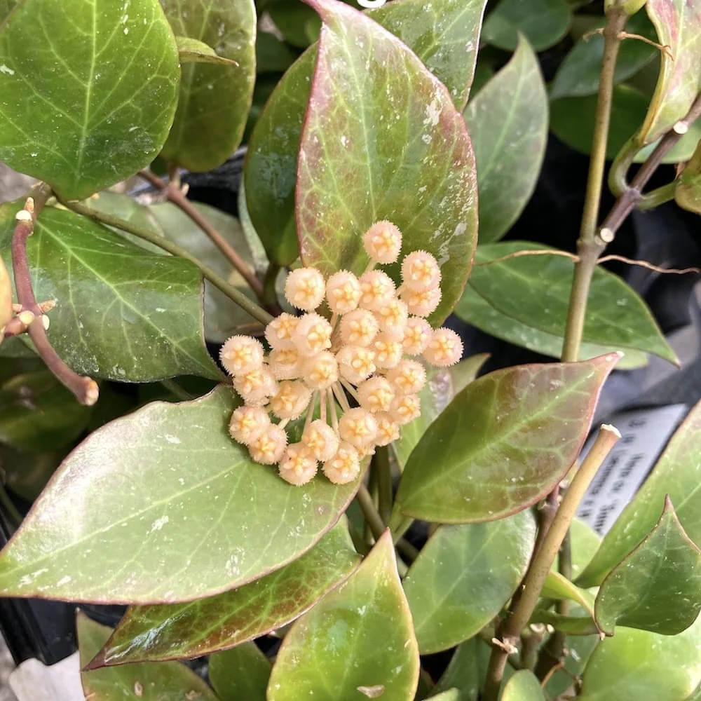 Hoya 'Sunrise’ – flori parfumate D8