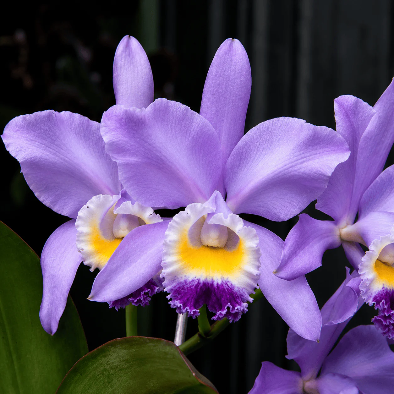 Cattleya Valentine 'Billy’s Blue’ HCC/AOS parfumata