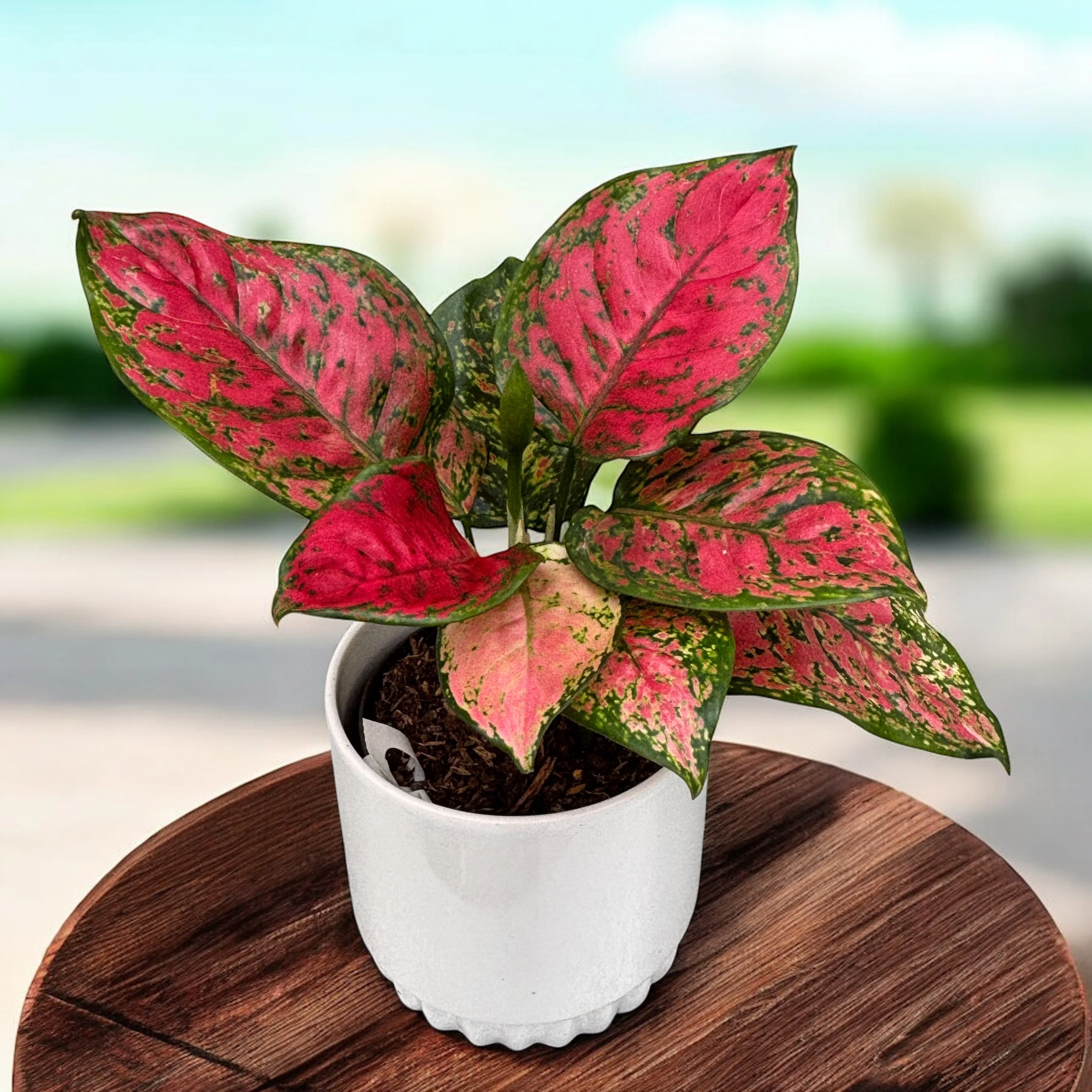 Aglaonema 'Crimson Love’