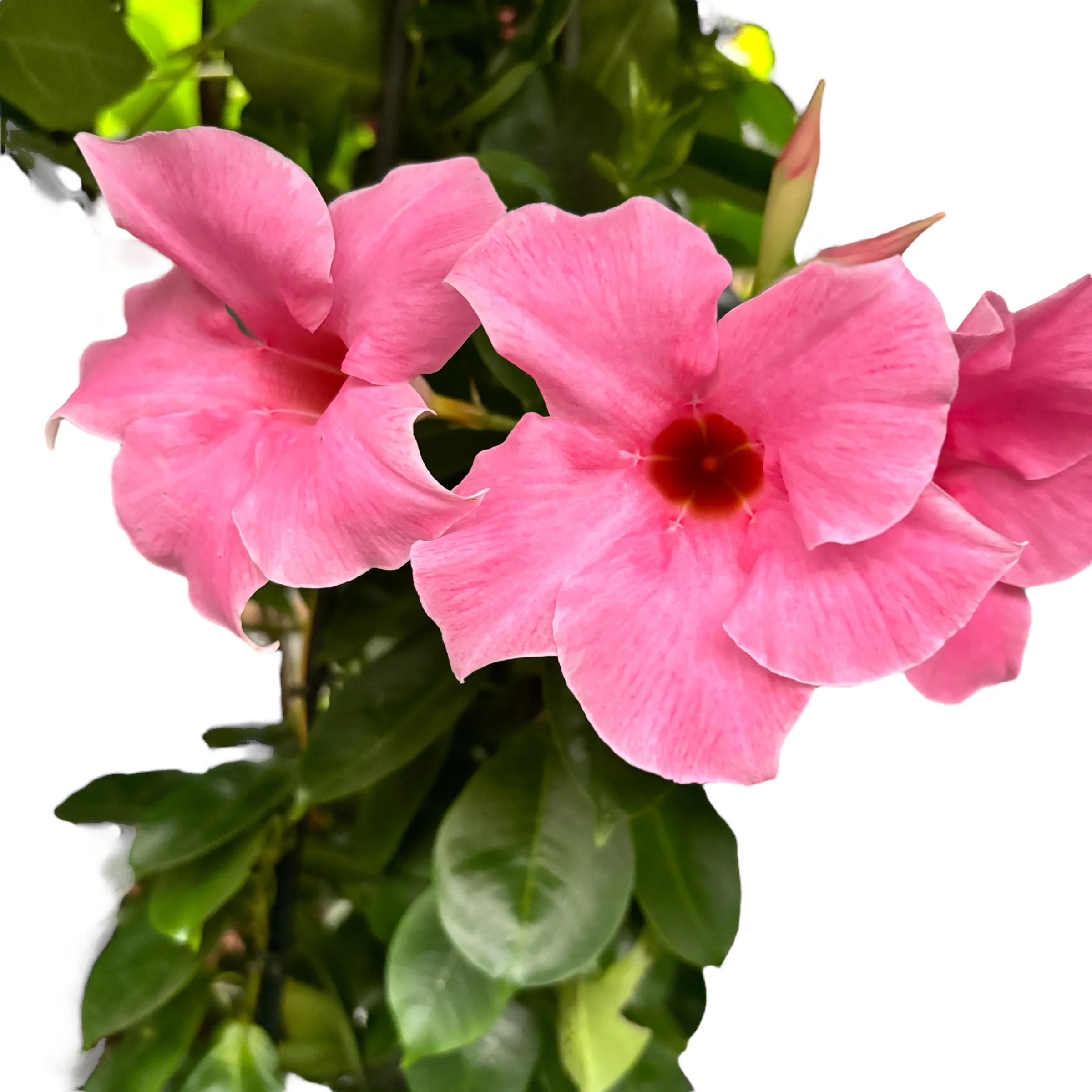 Mandevilla Fuchsia Pink – Dipladenia (flori parfumate)