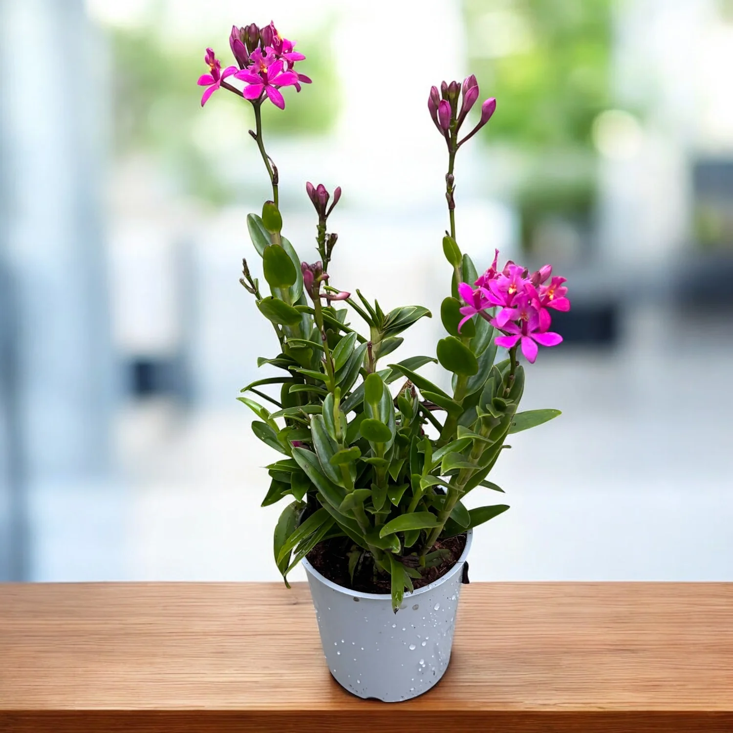 Epidendrum radicans 'Dark Purple’ – exemplare bogate