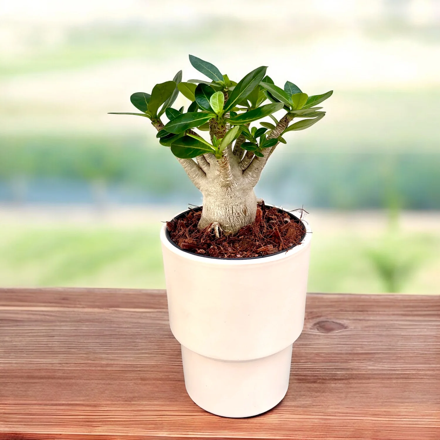 Adenium arabicum – trandafirul desertului cu caudex impresionant si flori exotice