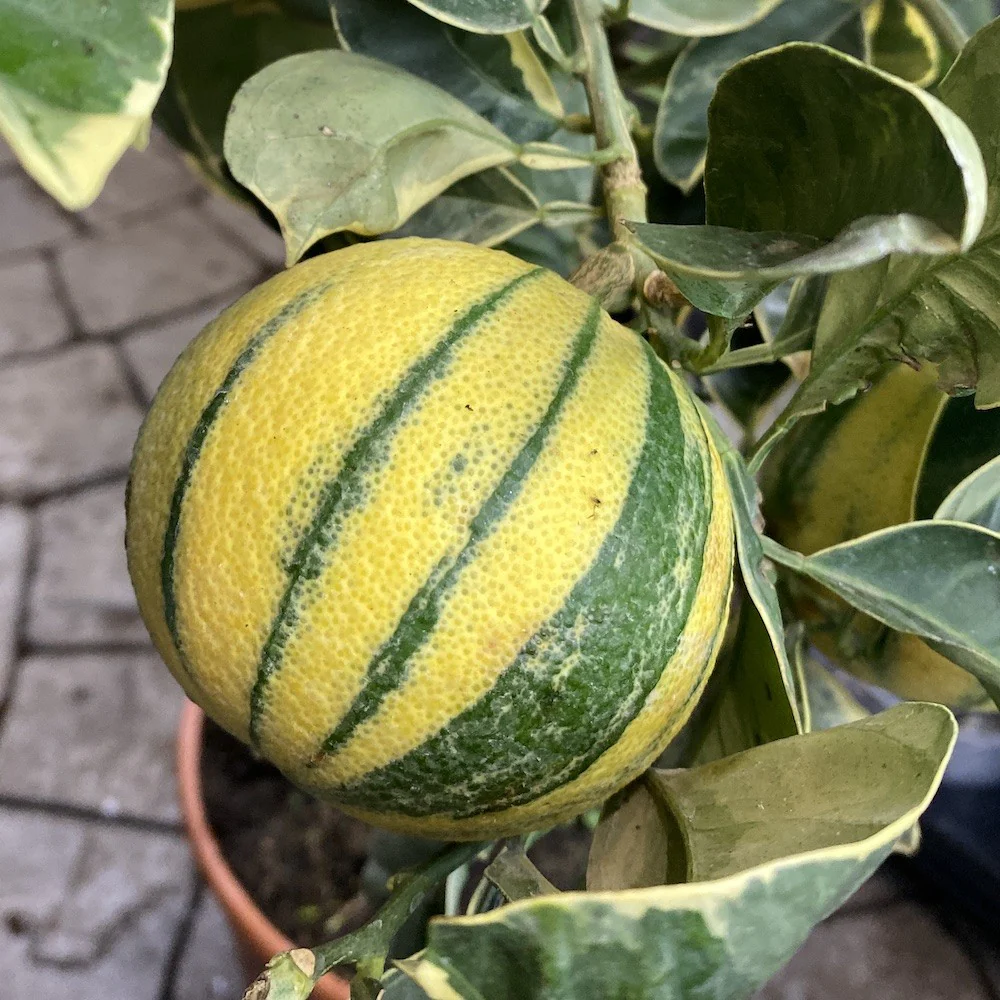Portocal altoit la ghiveci mare – Citrus Sinesis Arancio variegata