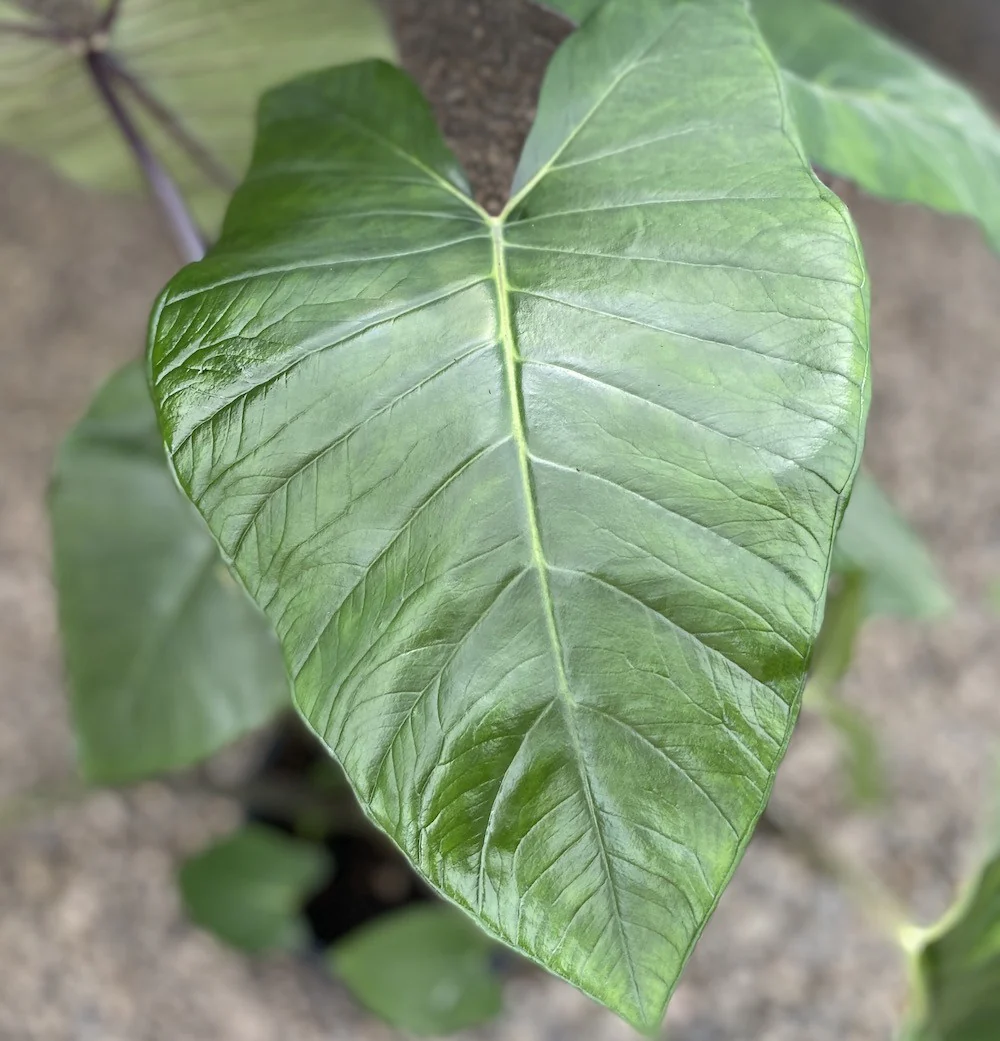 Xanthosoma sagittifolium ‘Frozen Planet’ – 3plante/ghiveci