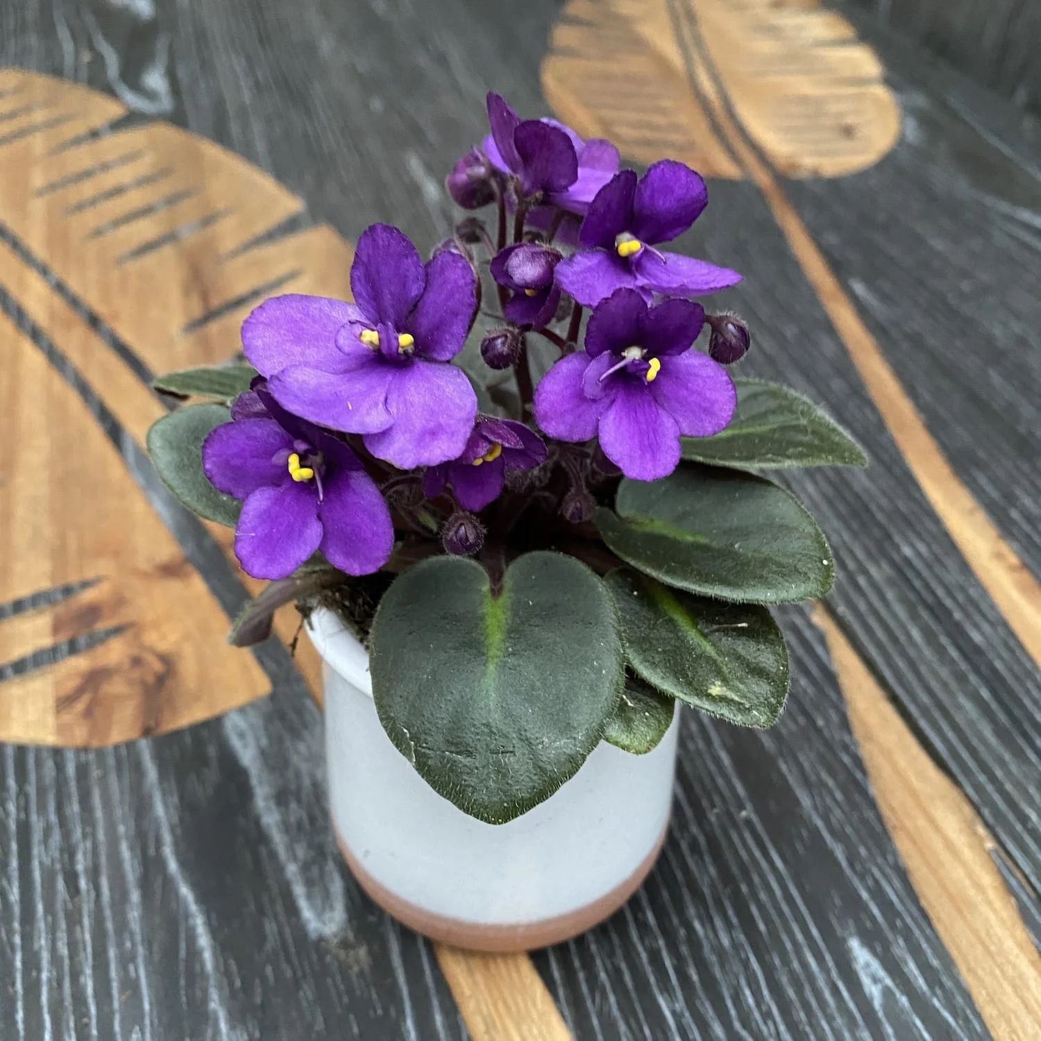Violete mov – Saintpaulia Jenny Lila (mini)