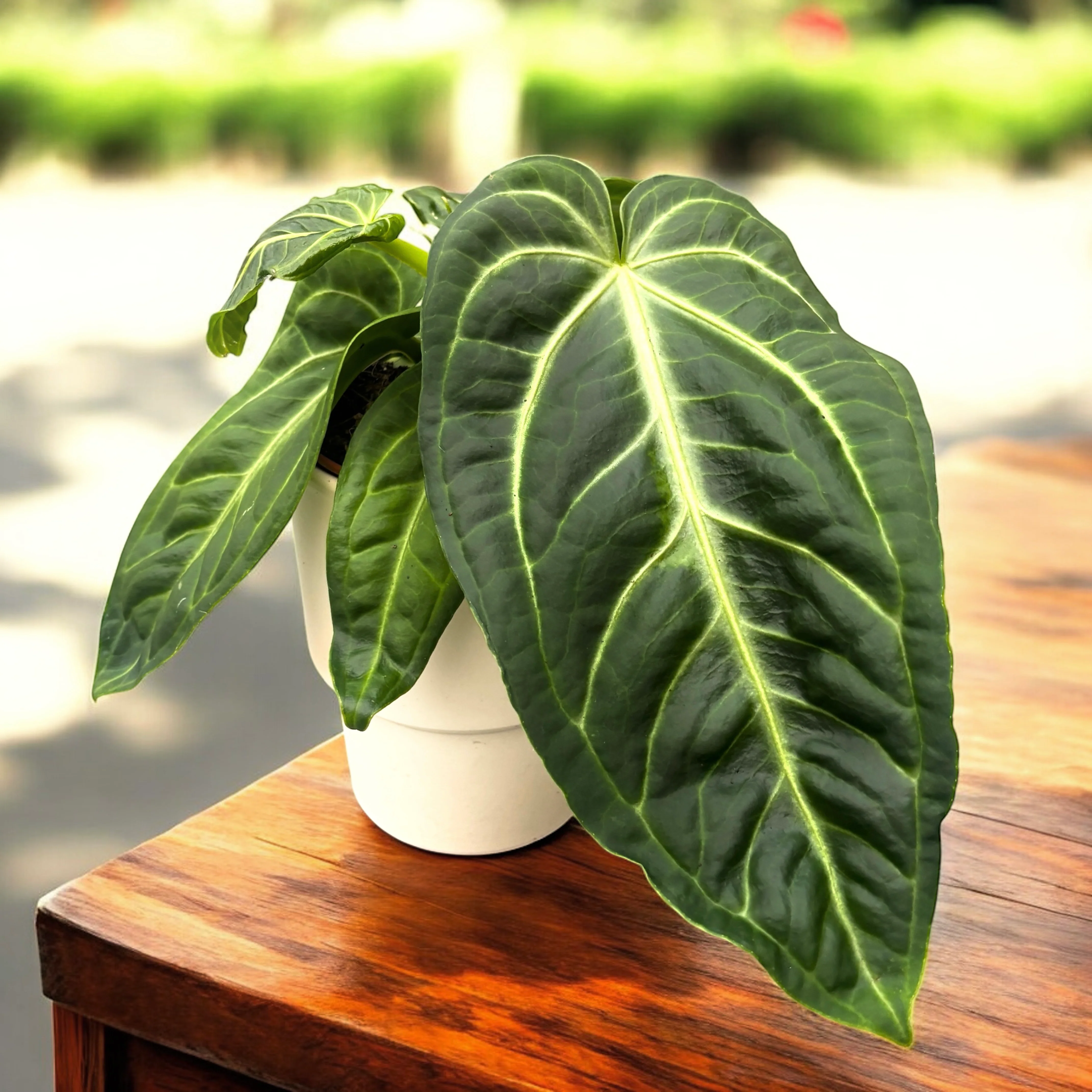 Anthurium villenaorum – frunzis catifelat si textura luxurianta