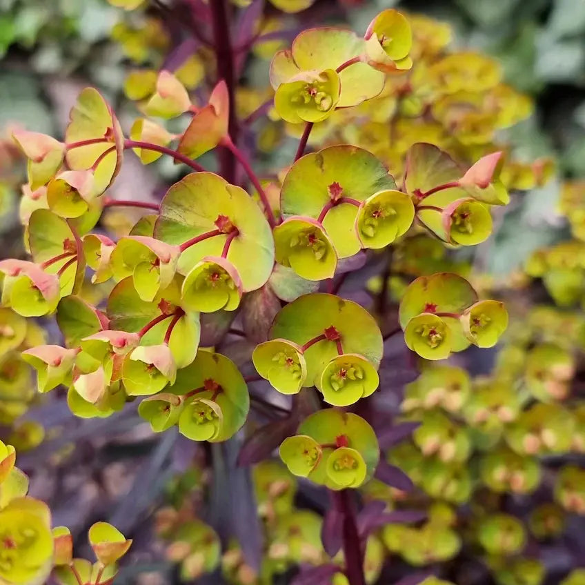 Euphorbia ‘Miner’s Merlot’ – euforbia perena compacta cu frunzis bordo