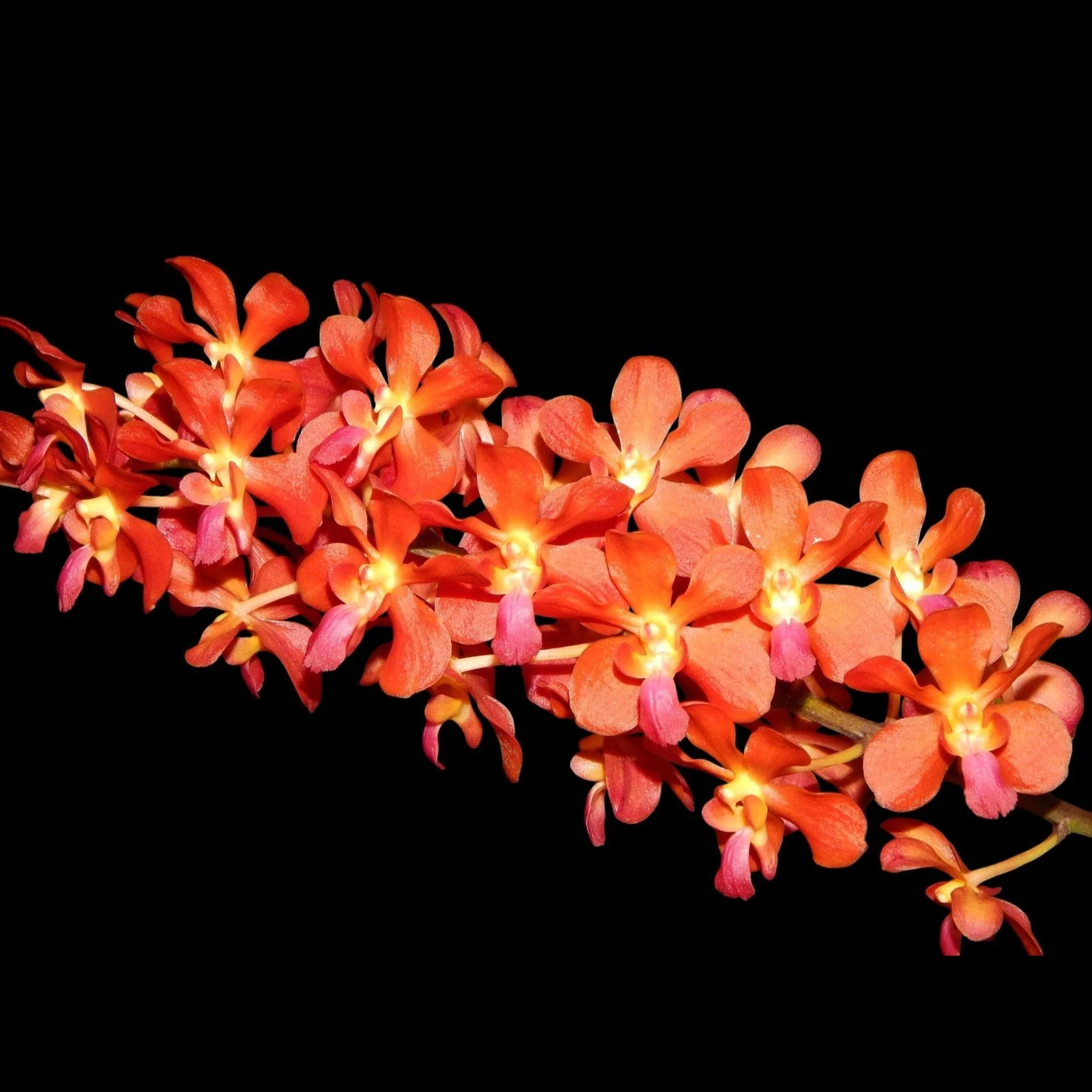Waironara Tango Fire, AM/AOS (Perr. Bangkok Sunset × Renanthera storiei) parfumata