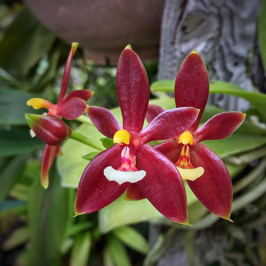 Phalaenopsis cornu-cervi var. chattaladae (4N) (red form)