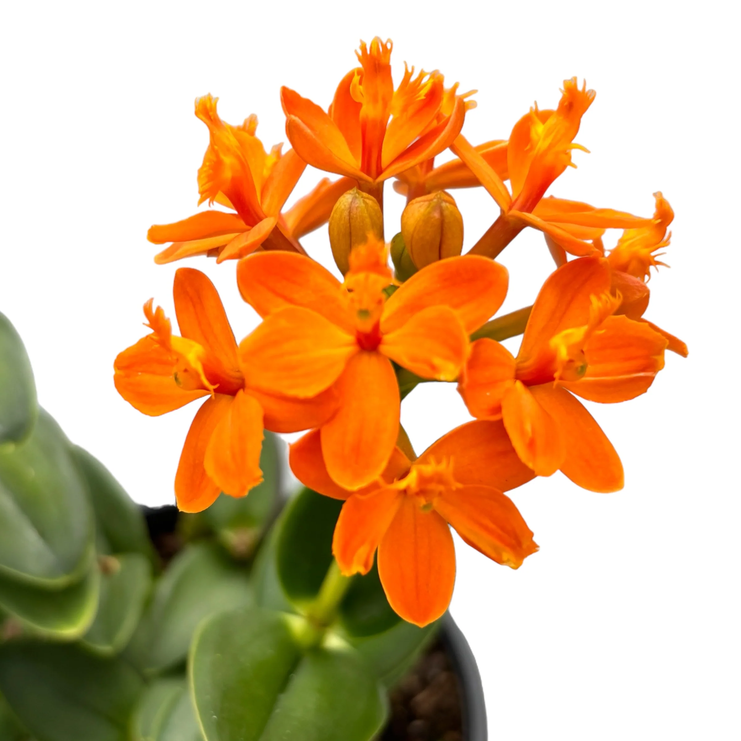Epidendrum radicans ‘Orange’ – exemplare XL D15