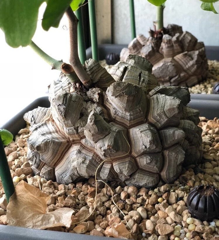 Dioscorea elephantipes – Elephant’s Foot, Turtle Shell (caudex)