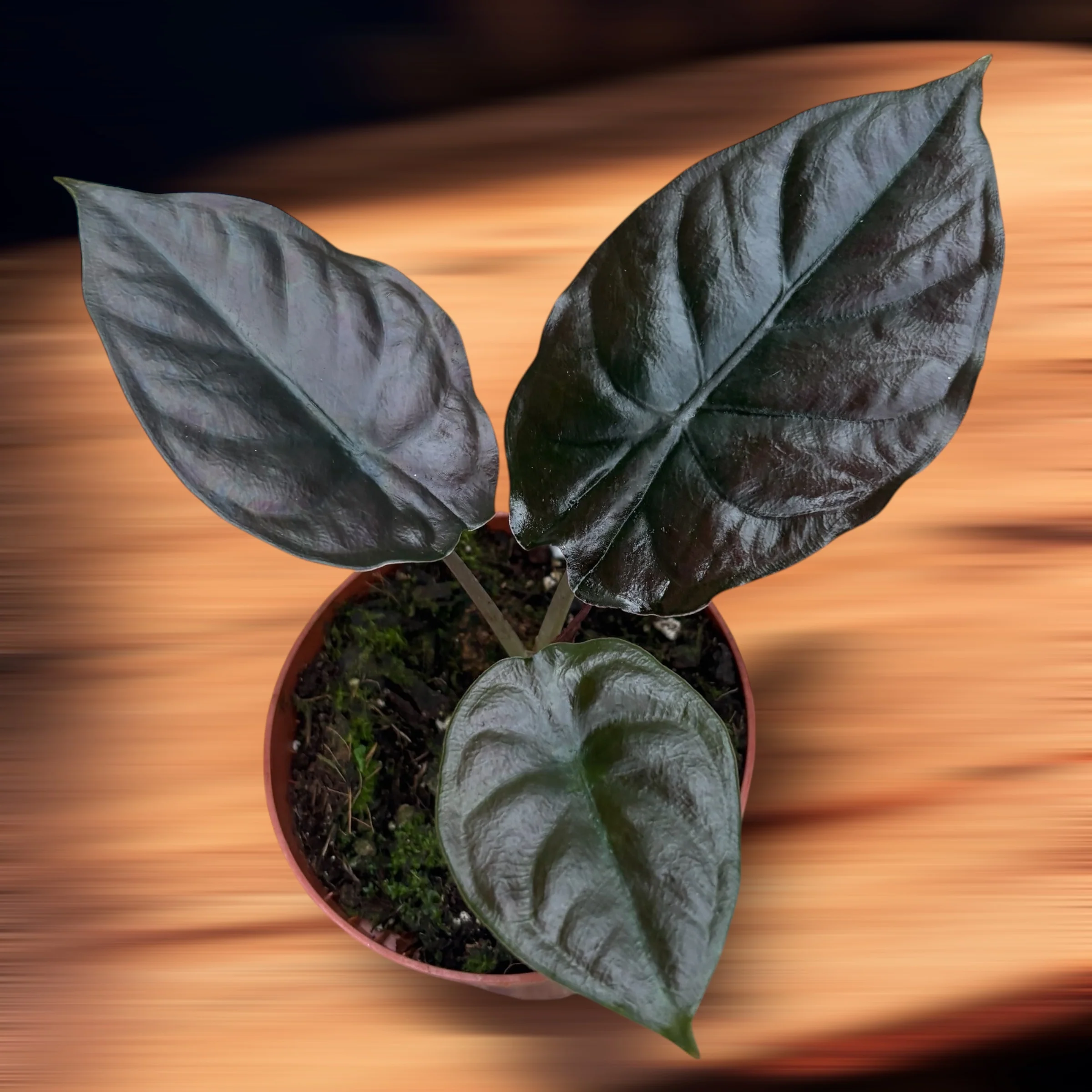 Alocasia 'Black Magic’