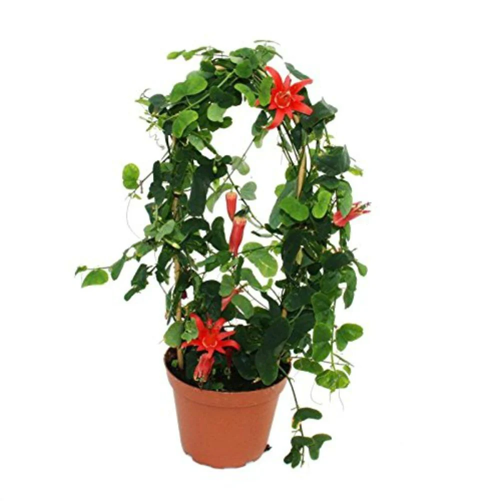 Passiflora rosie Murucuja – floarea pasiunii