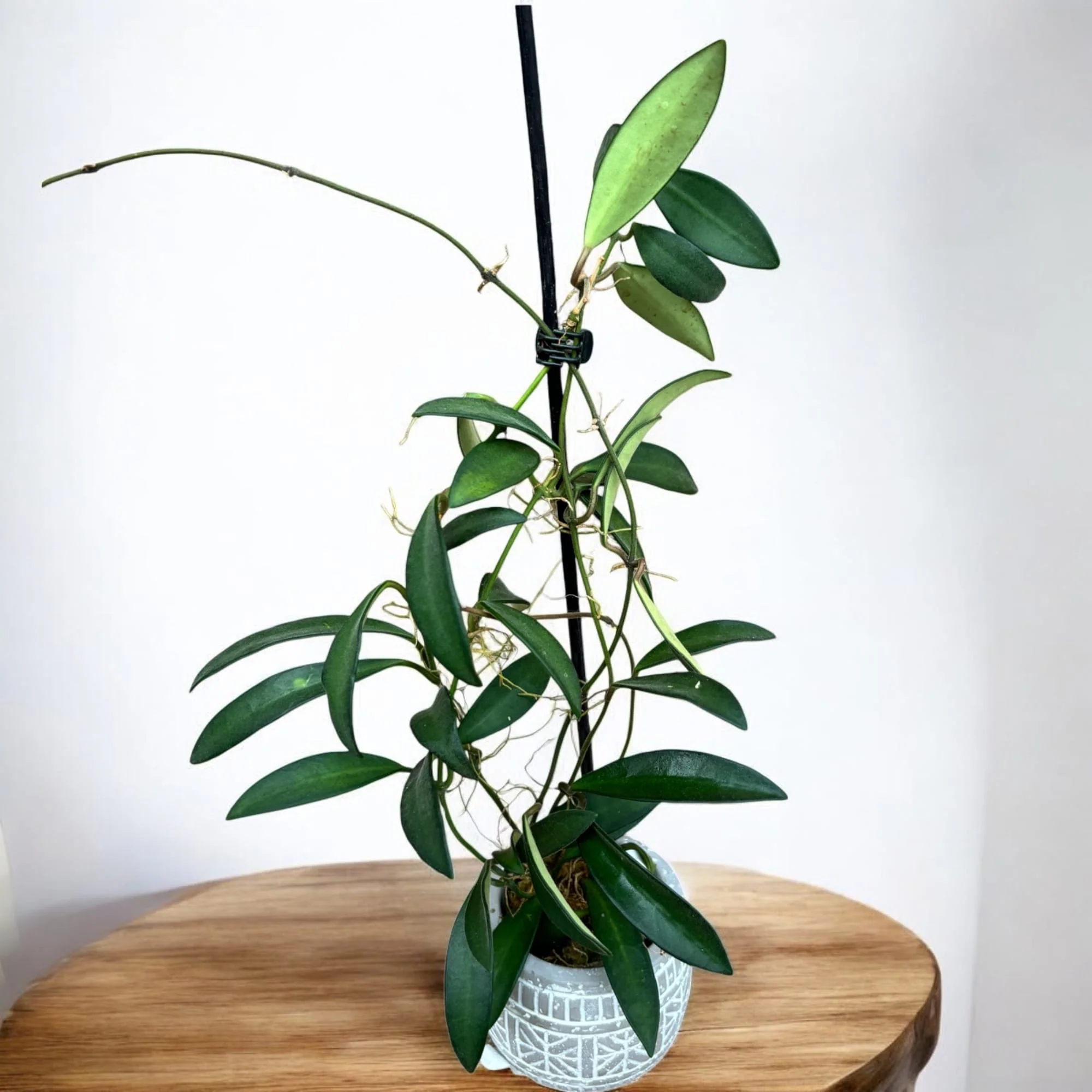 Hoya anncajanoae – exemplare dezvoltate