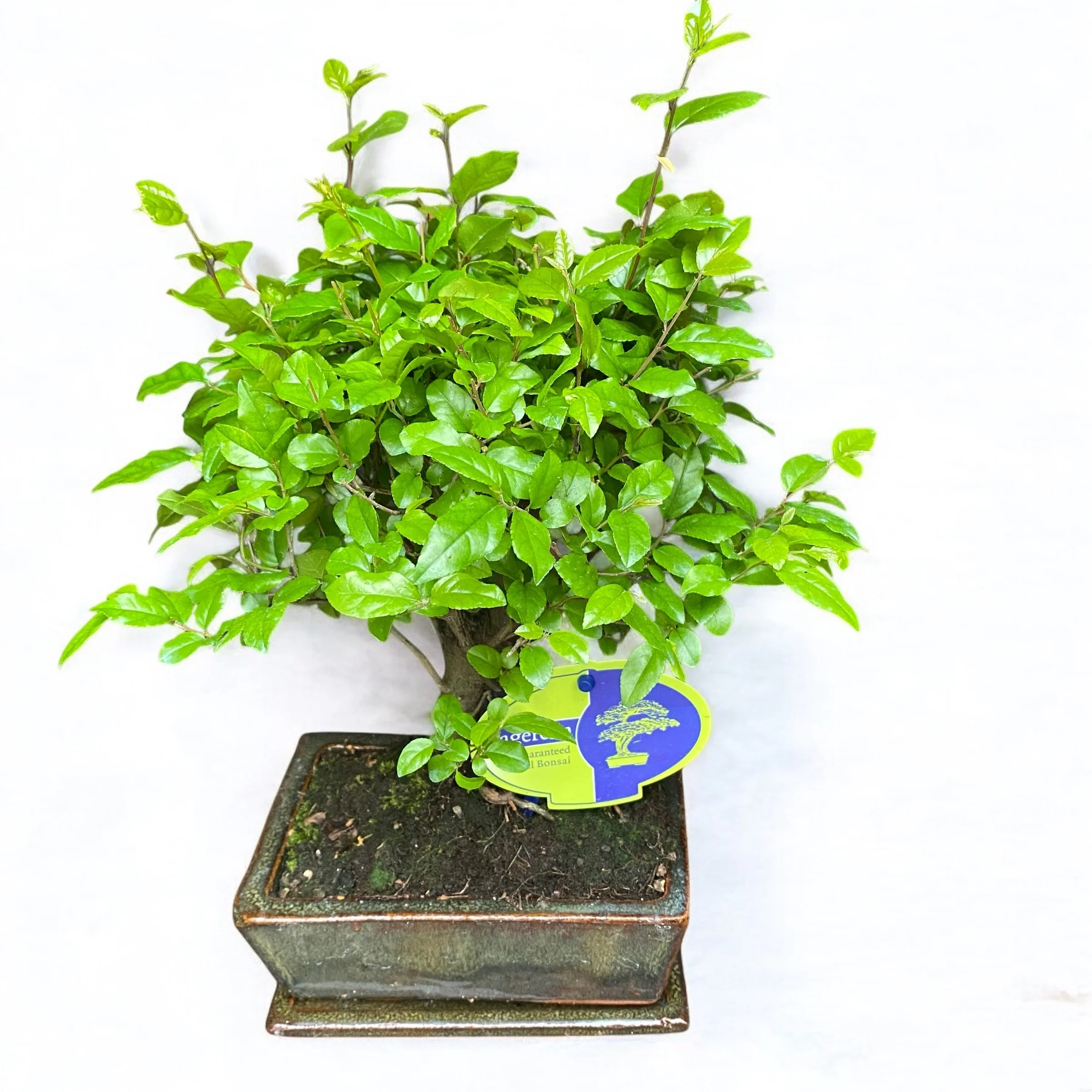 Bonsai Sageretia
