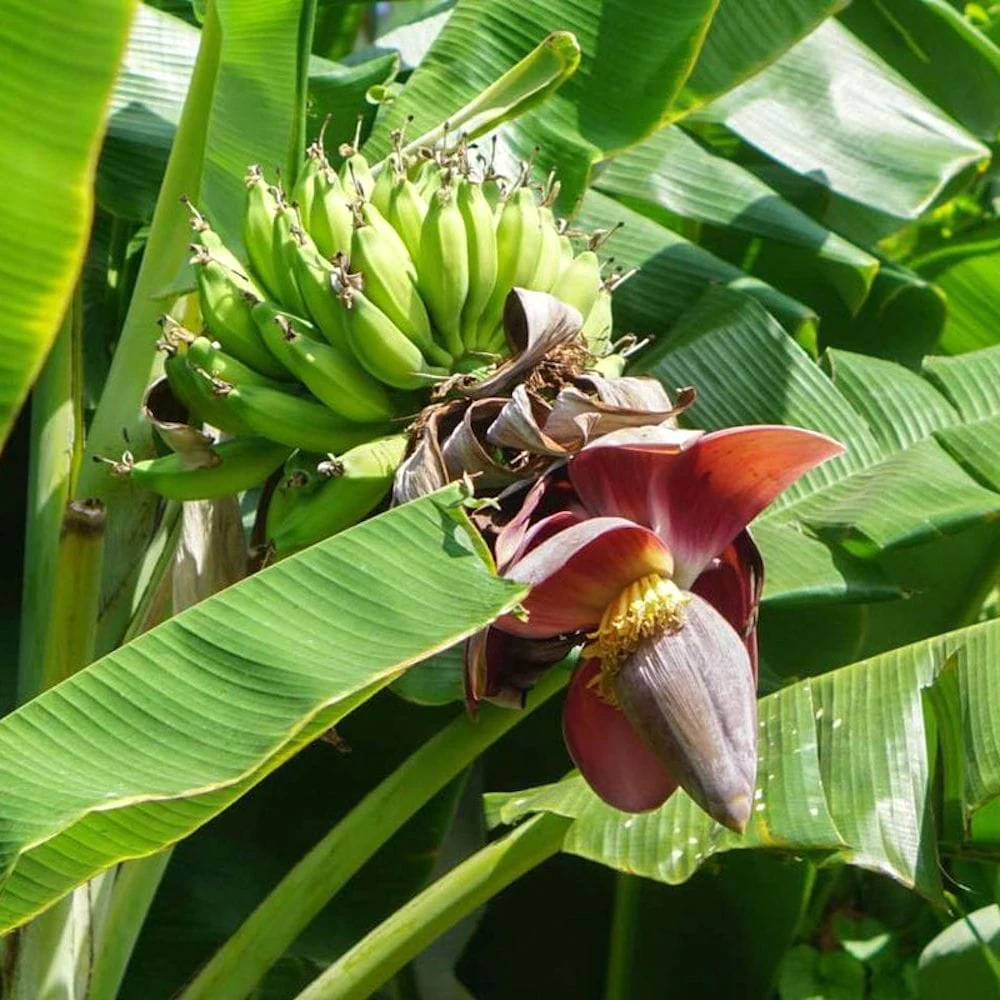Bananier – Musa sikkimensis (Darjeeling Banana)