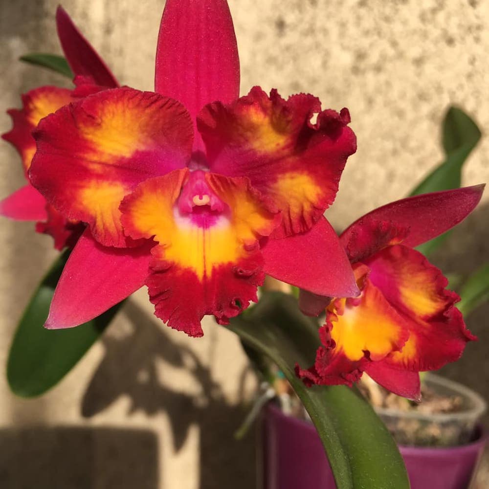 Cattleya Hawaiian Splash 'Lea’ BM/JOGA – parfumata