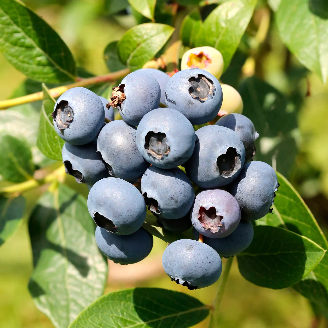 Afin productiv – Vaccinium corymbosum 'North Country’