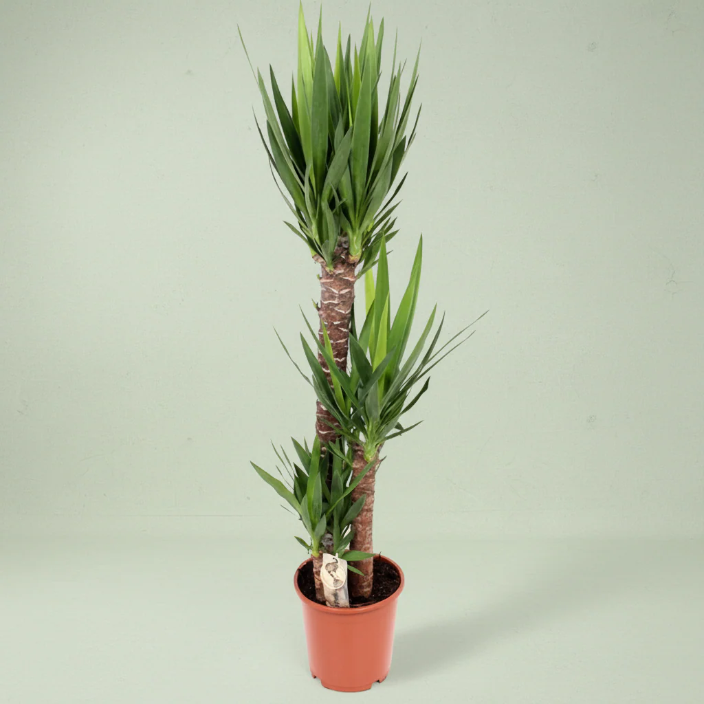 Yucca 3 tulpini H140 cm (Arborele Vietii)