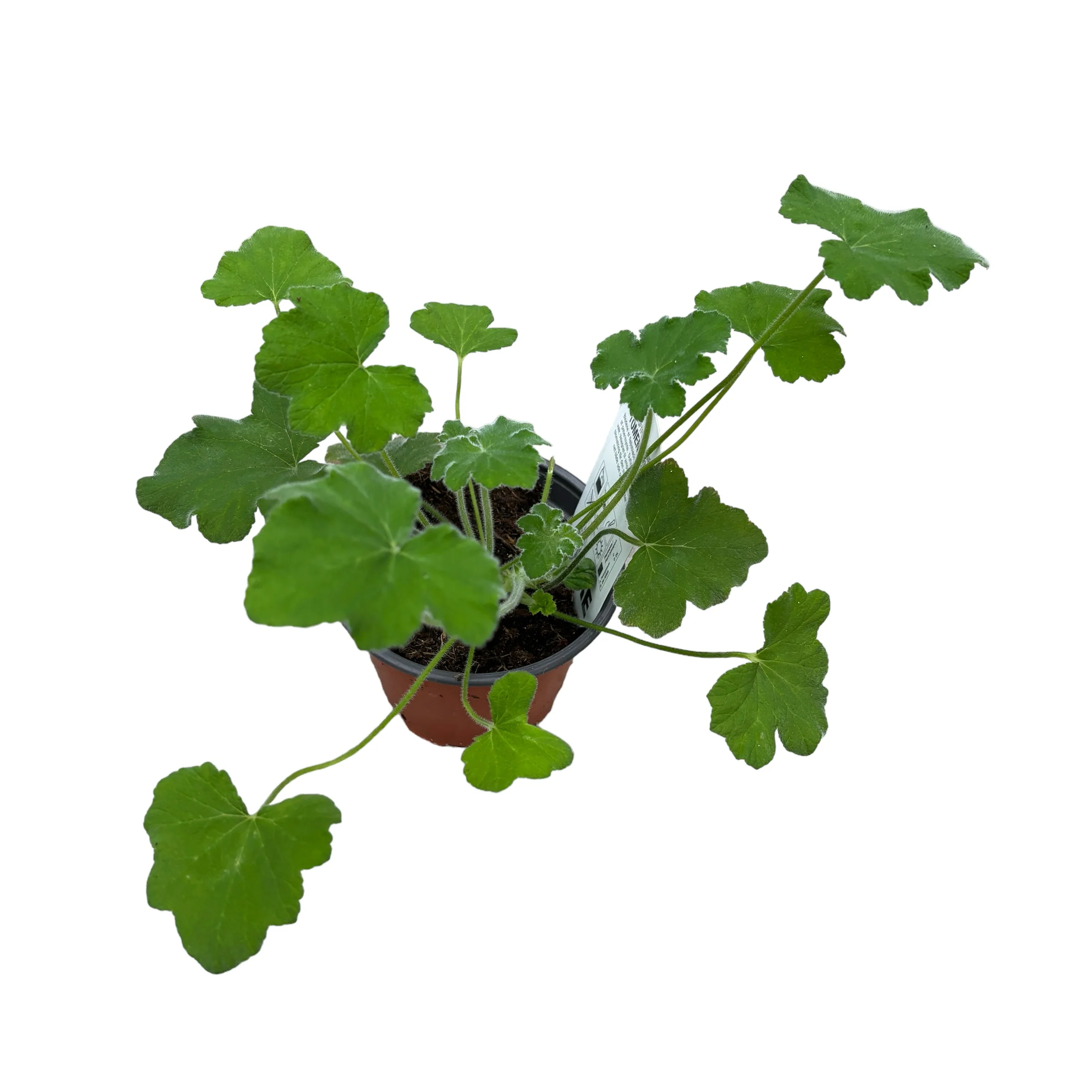 Muscate cu frunze parfumate – Pelargonium tomentosum (Peppermint Geranium)