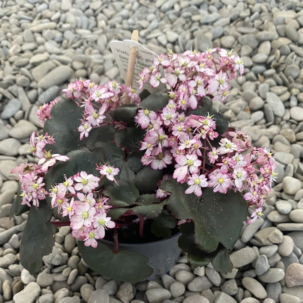 Saxifraga cortusifolia 'Dancing Pixies’ – flori roz pal