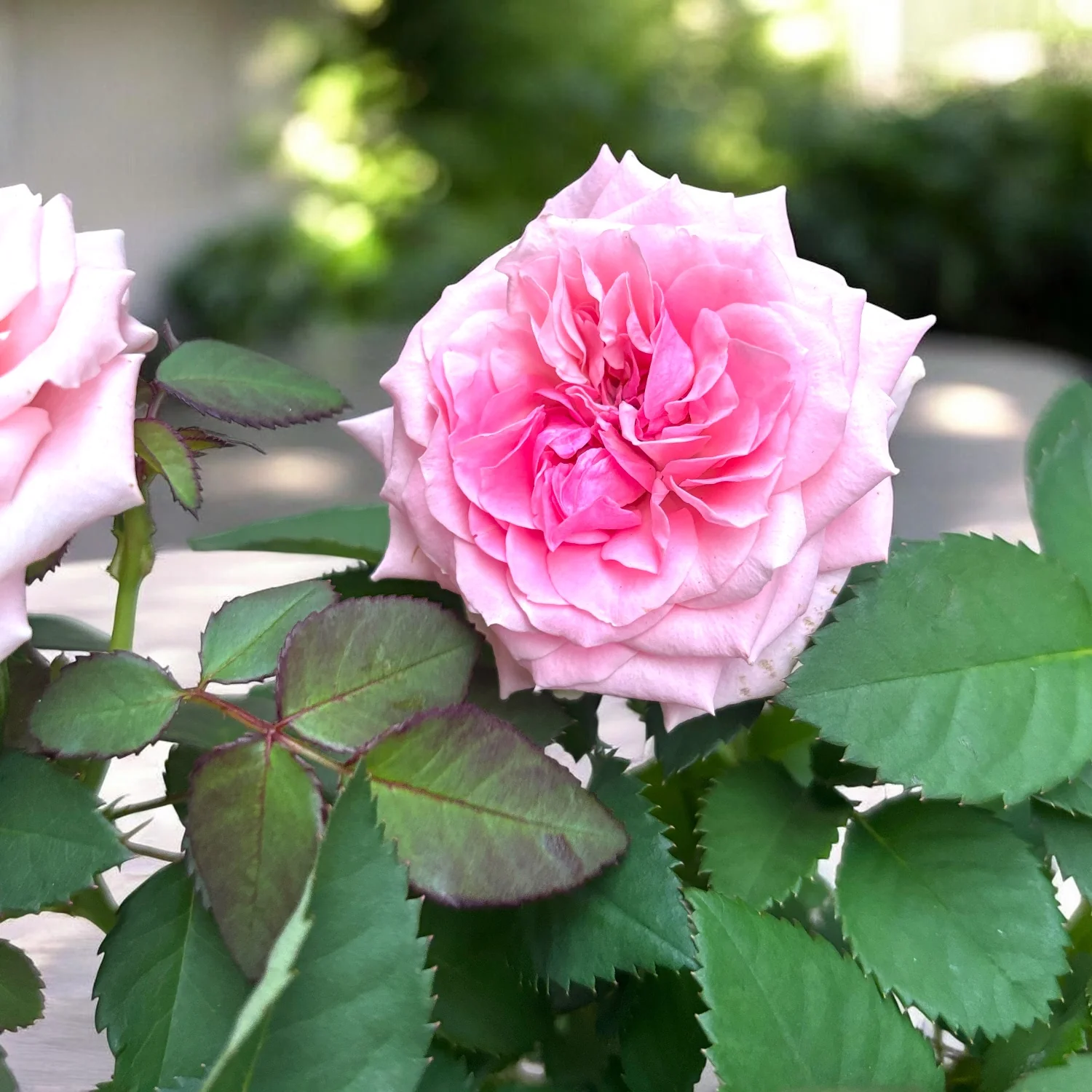 Trandafiri pitici Rosa ‘Esmeralda’ (Kordana Grande) – flori mari roz