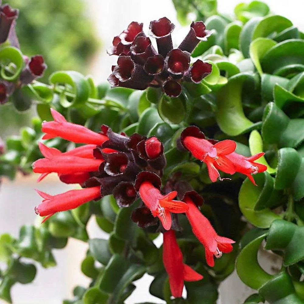 Aeschynanthus Twister – planta ruj cu frunzis rasucit si flori exotice rosii