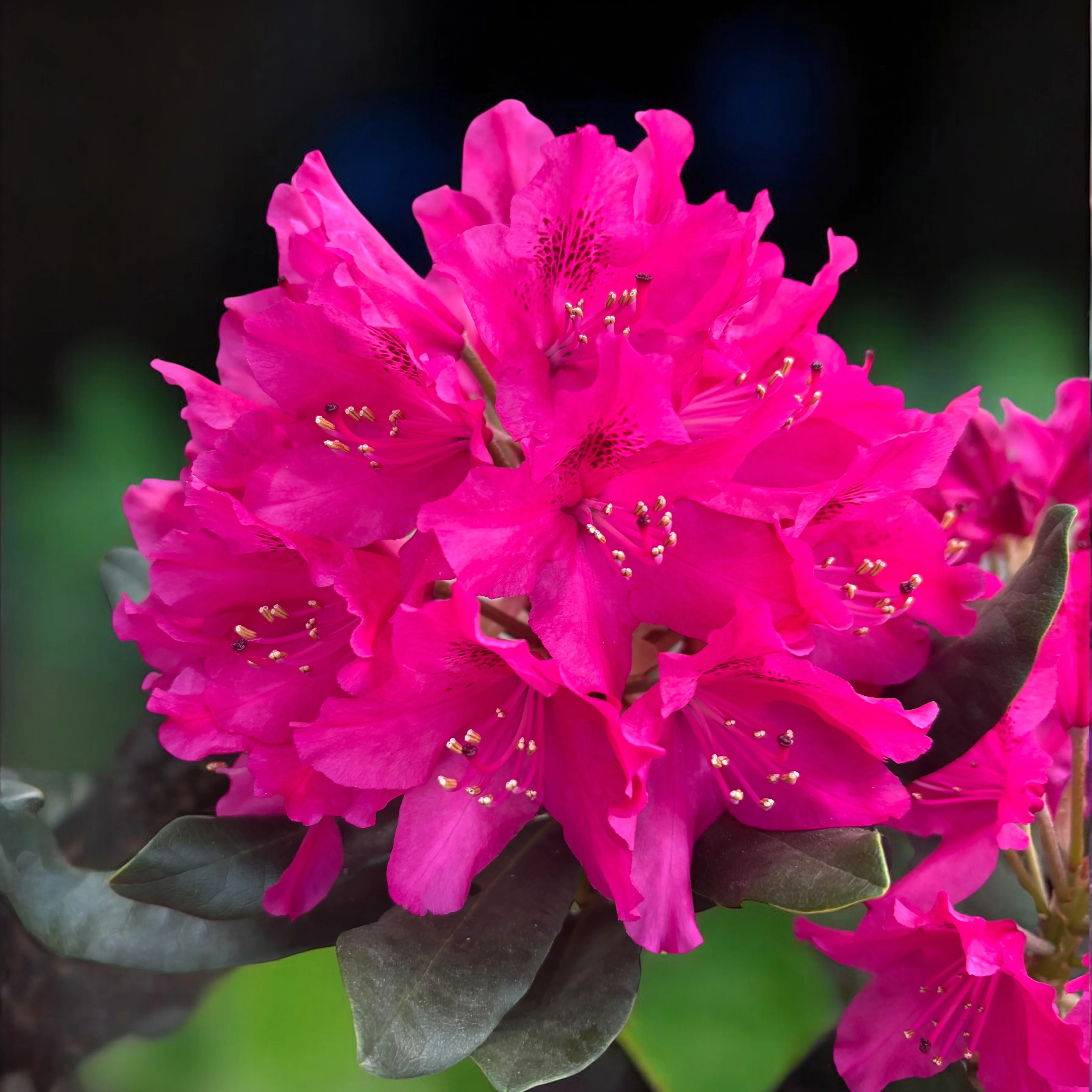 Rhododendron 'Nova Zembla’ (de gradina)