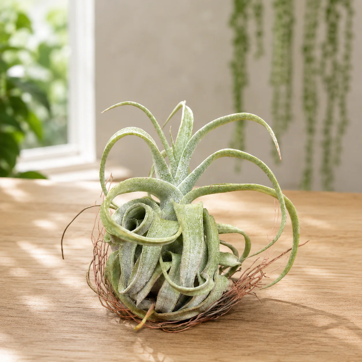 Tillandsia streptophylla – planta aeriana cu frunzis spectaculos