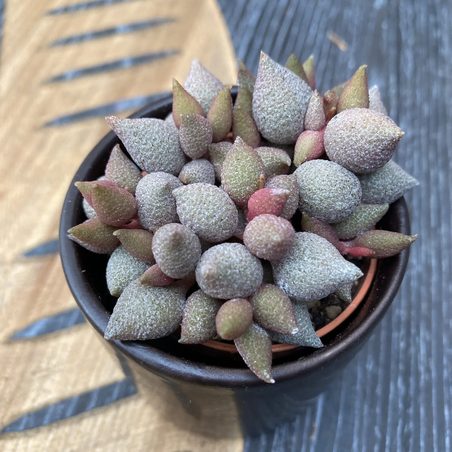 Adromischus marianae f. herrei aubergine