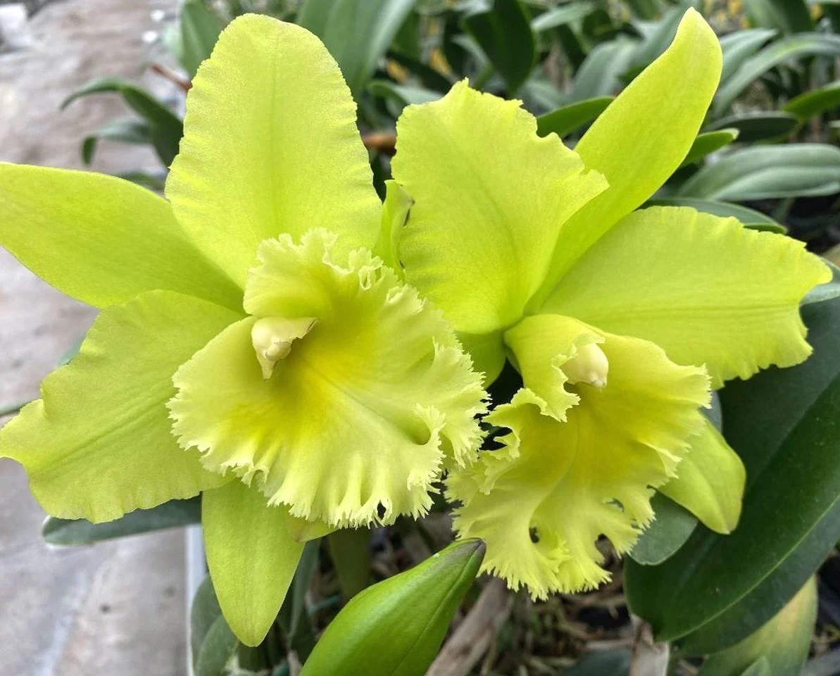 Rlc. Ports of Paradise 'Green Ching Hua’ AM/AOS *parfumata