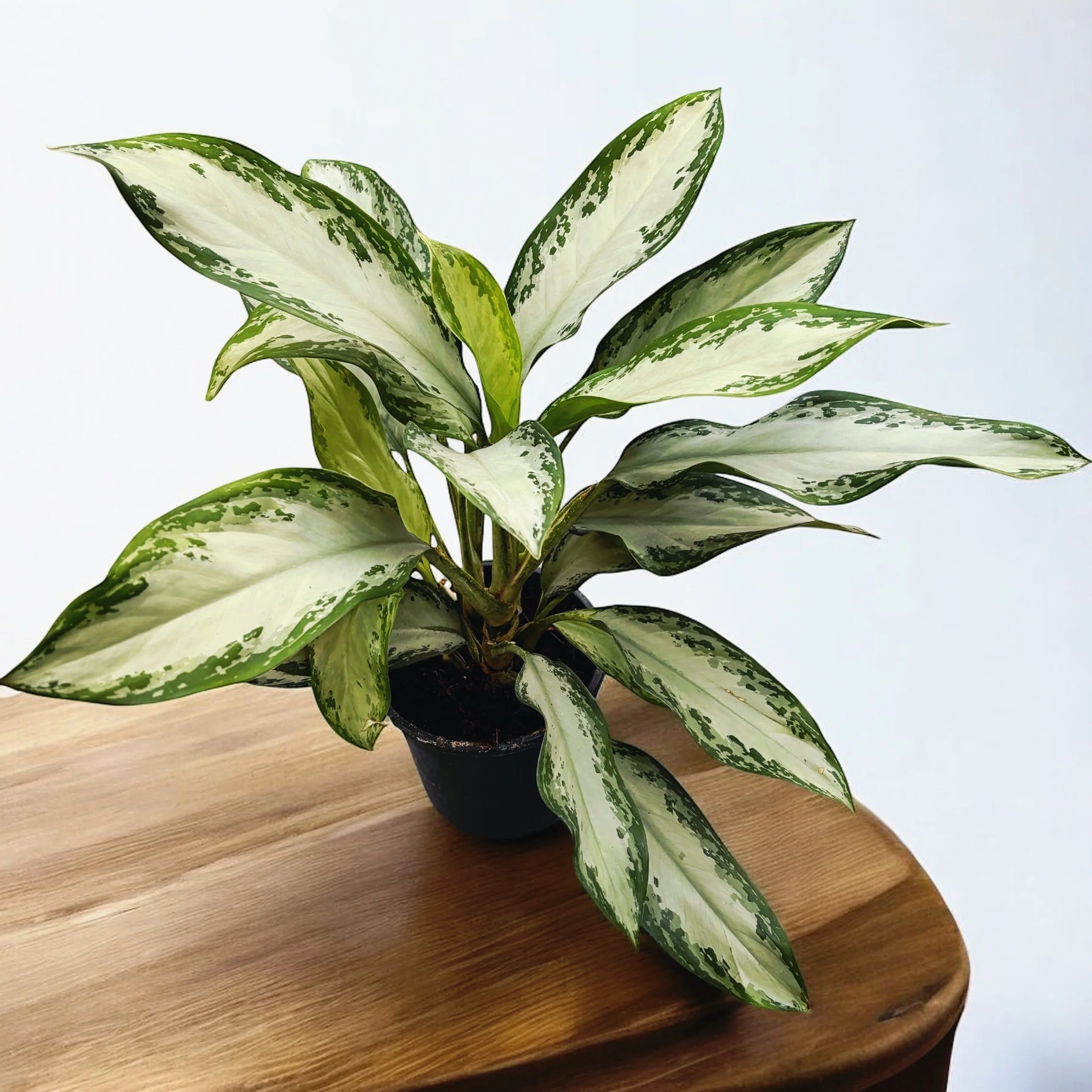 Aglaonema Silver Bay 2pp – exemplare XL