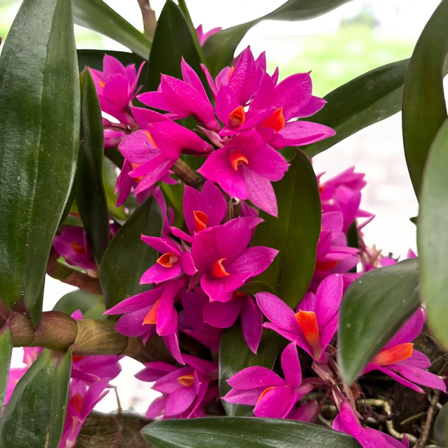 Dendrobium Hibiki (D. bracteosum x D. laevifolium)- exemplare dezvoltate