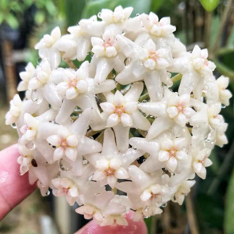 Hoya sp. Doi Tung (Hoya sp. 14)