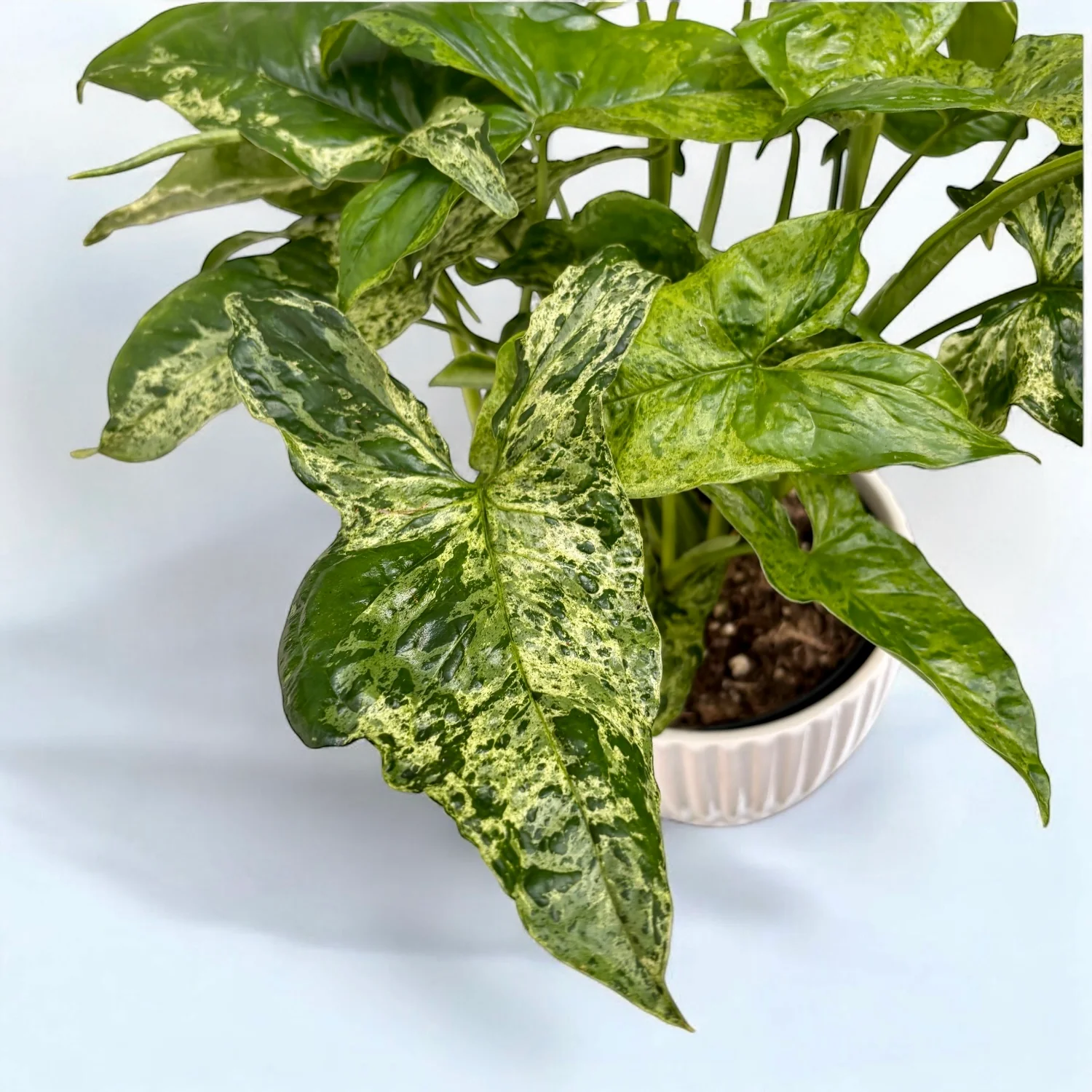 Syngonium podophyllum Mottled 'Mojito’ (bush)