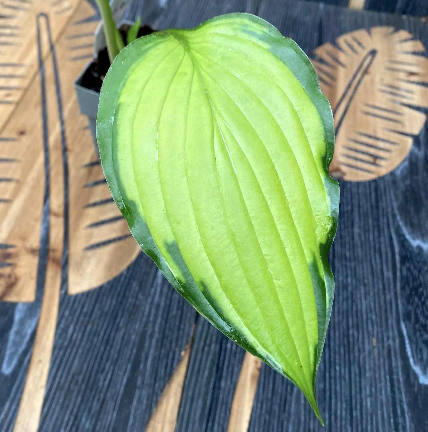 Hosta 'Lady Guinevere’ (Plantain Lily 'Lady Guinevere’) – crin de toamna
