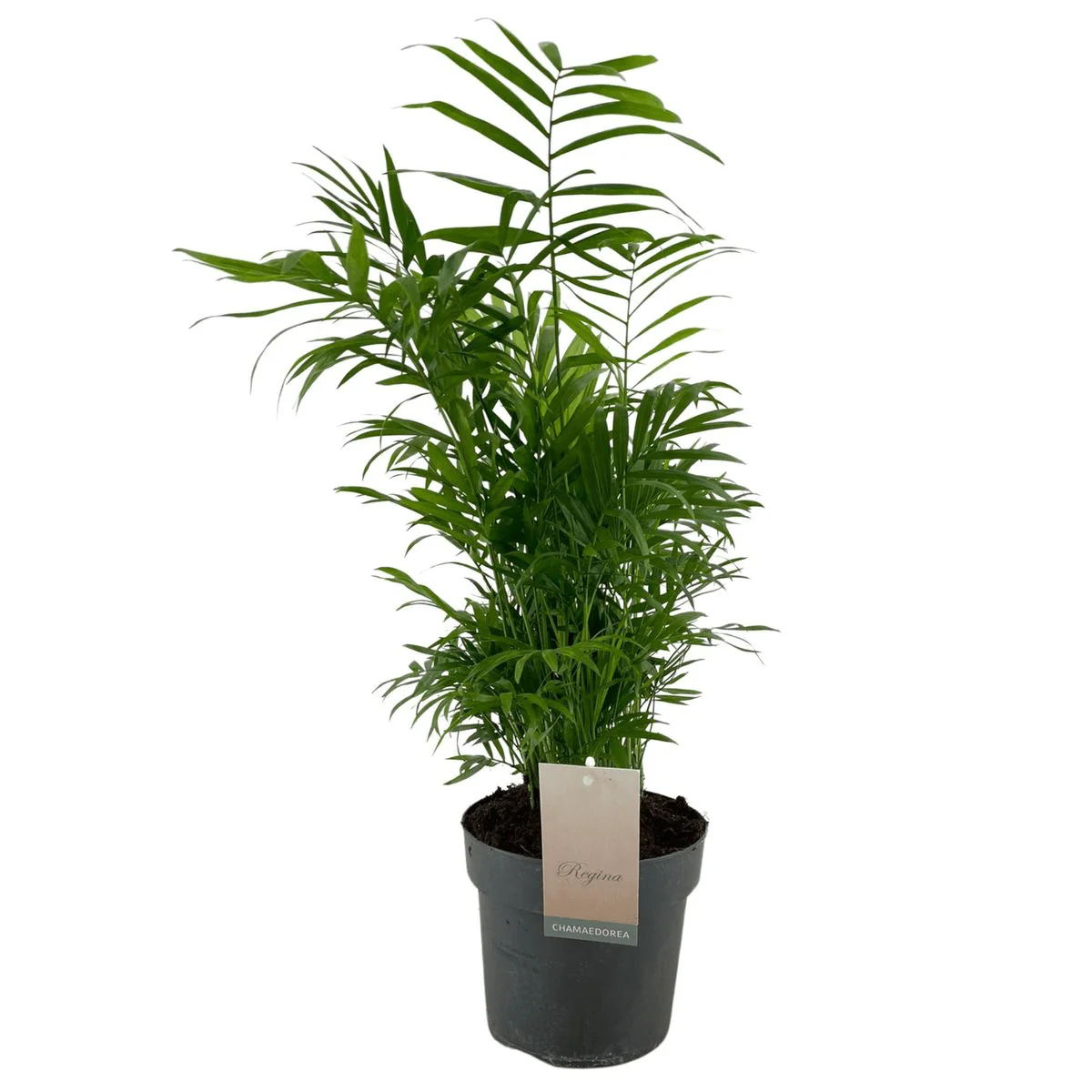 Palmier Chamaedorea Elegans – Palmier pitic de apartament D12