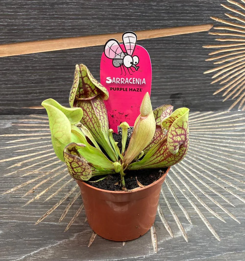Sarracenia Purple Haze hibrid – planta ulcior