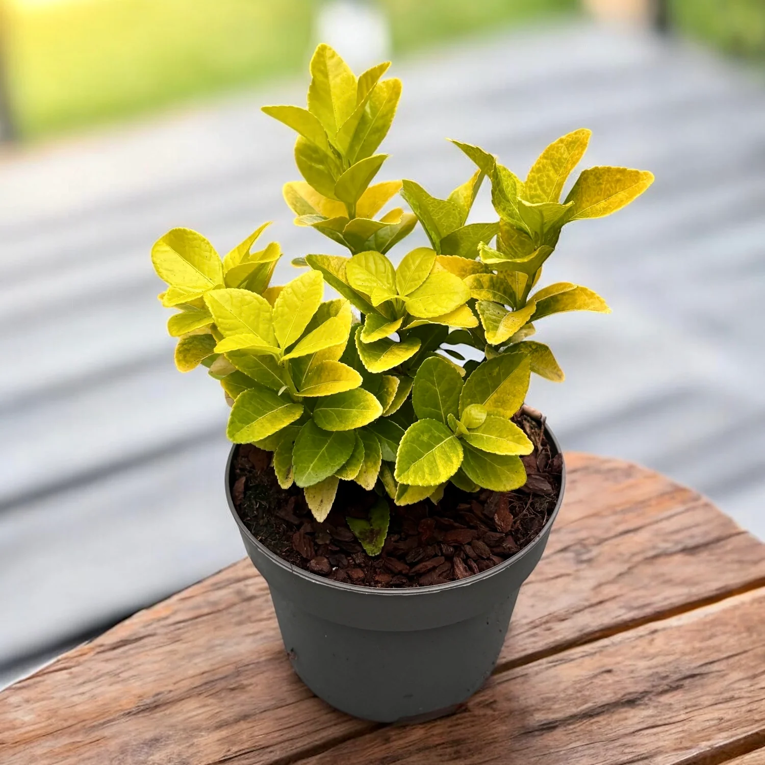 Euonymus japonicus ‘El Dorado’ – arbust vesnic verde cu frunzis galben-auriu