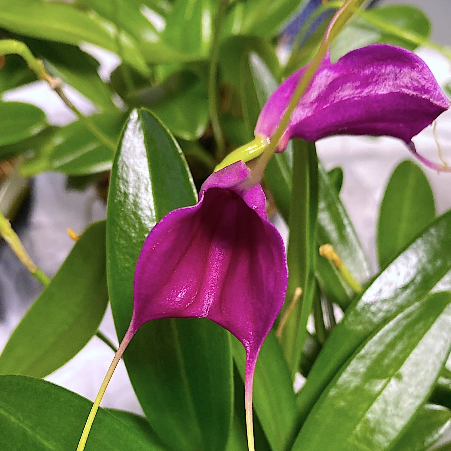 Masdevallia 'Purple Magic’