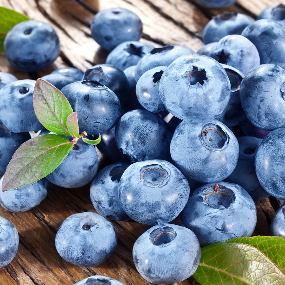 Afin productiv – Vaccinium corymbosum 'Bluecrop’ D9
