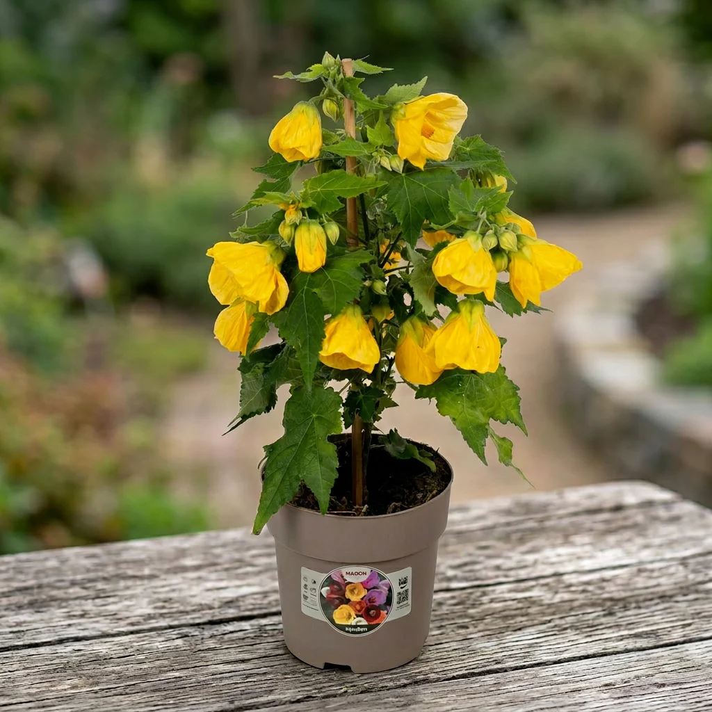 Abutilon 'Yellow’ (Floarea artar galbena)