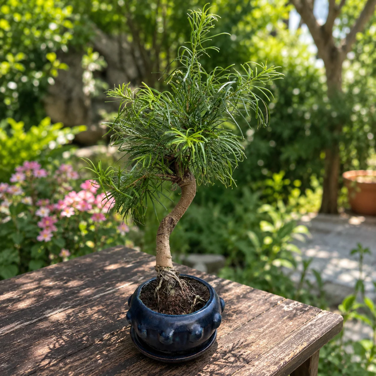 Bonsai Pseudolarix (forma S)