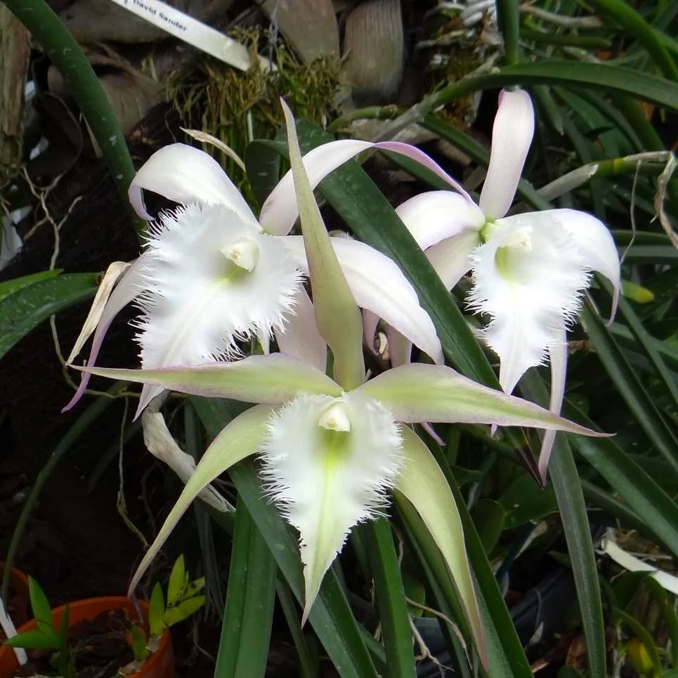 Rhynchovola David Sander 'White Beard’ parfumata