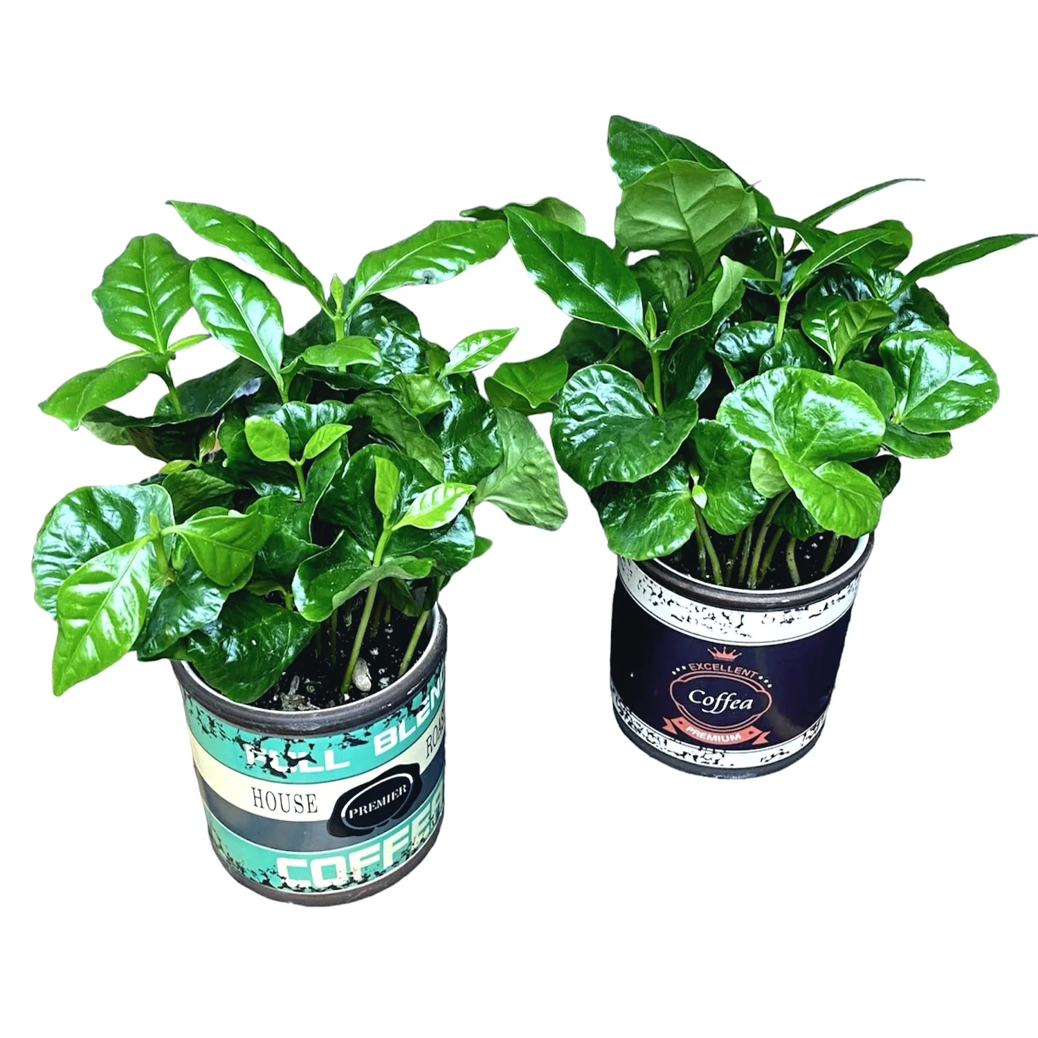 Arborele de cafea in vas ceramic retro – Coffea Arabica