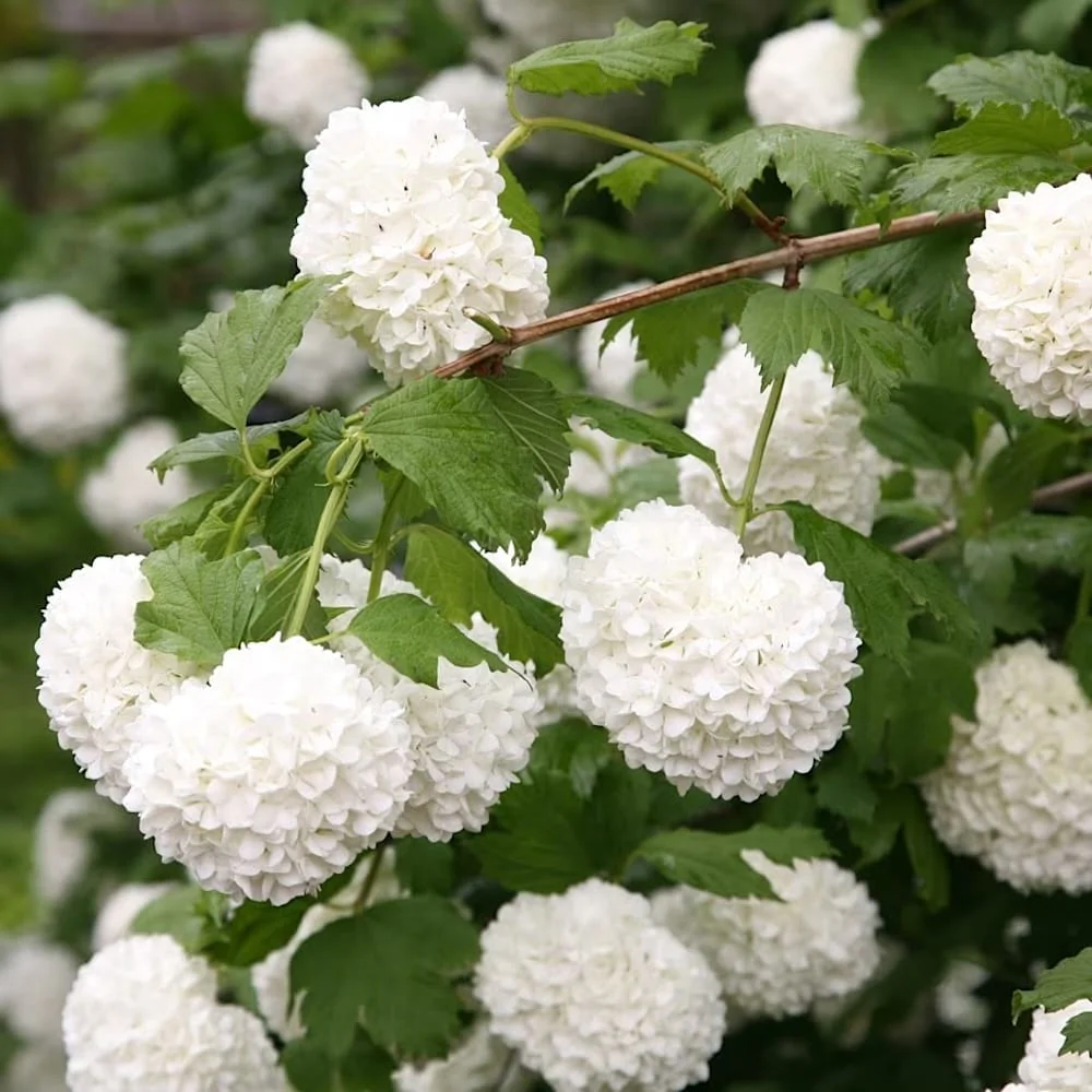 Viburnum opulus ‘Roseum’ (bulgaras de zapada, Calin) D9