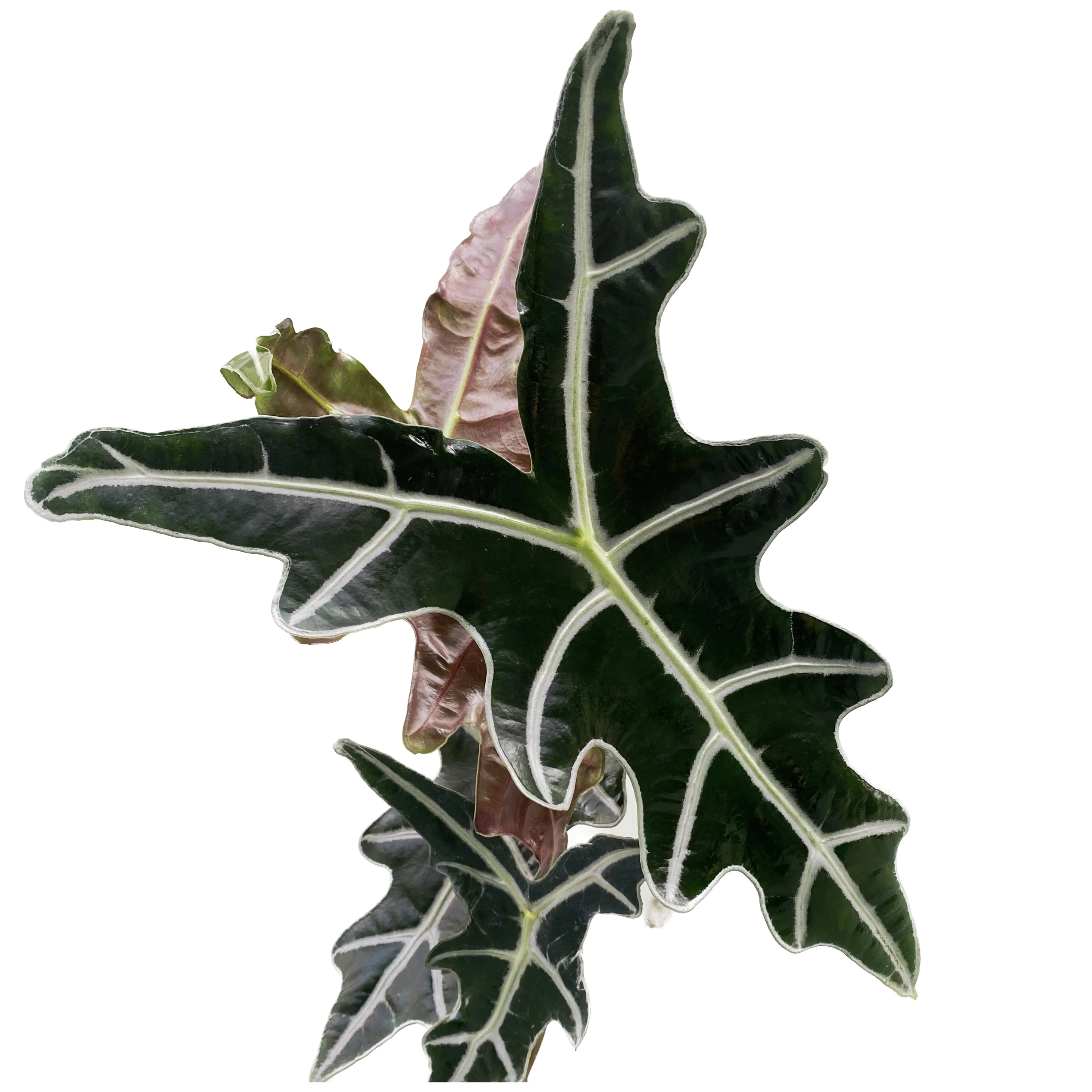Alocasia sanderiana 'Nobilis’ – babyplant, 2 frunze