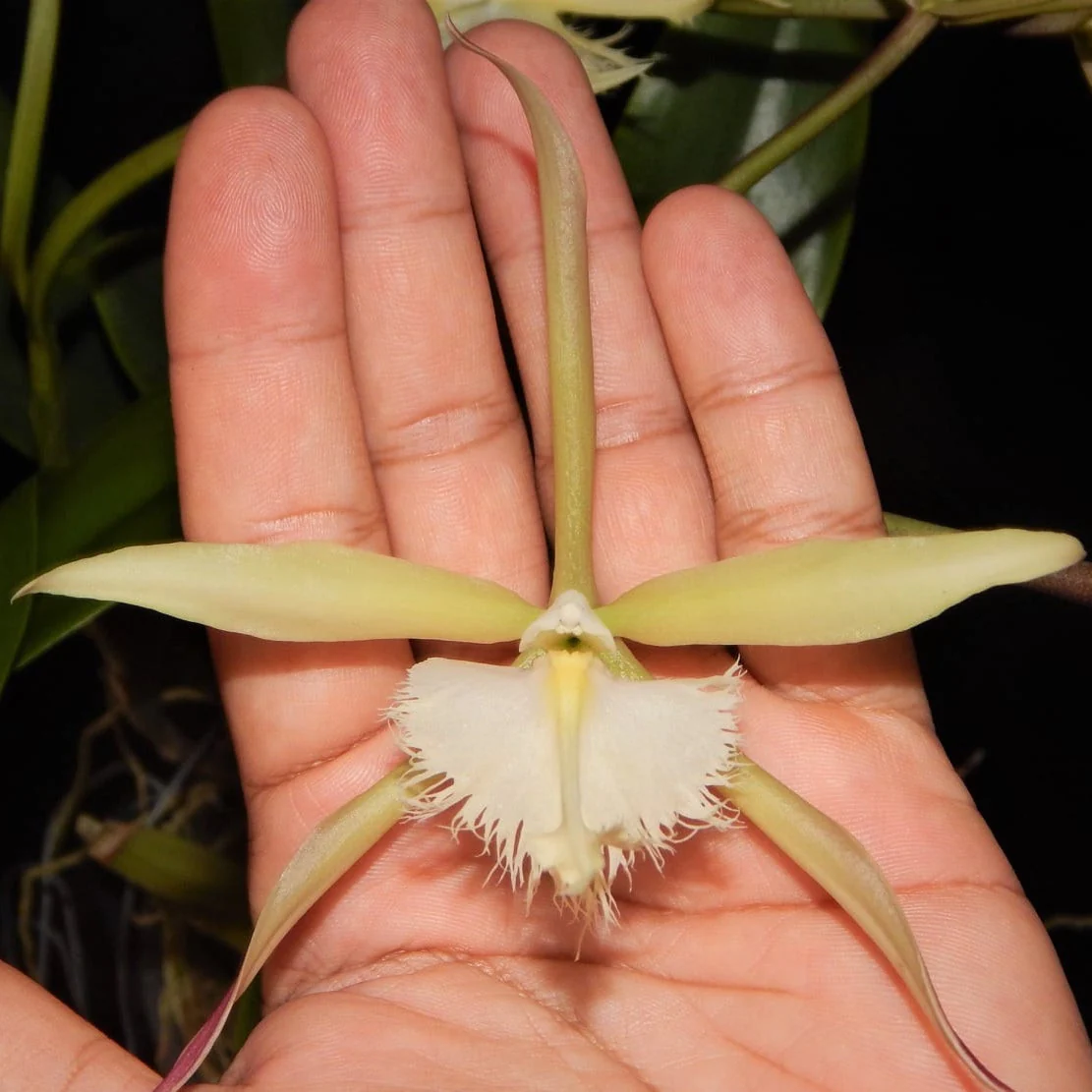 Rhynchodendrum Cabalgata en Verde (Epidendrum ciliare × Rhyncholaelia digbyana)
