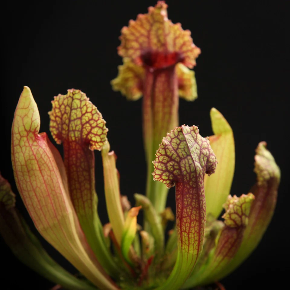 Sarracenia Mitchelliana – Planta Ulcior