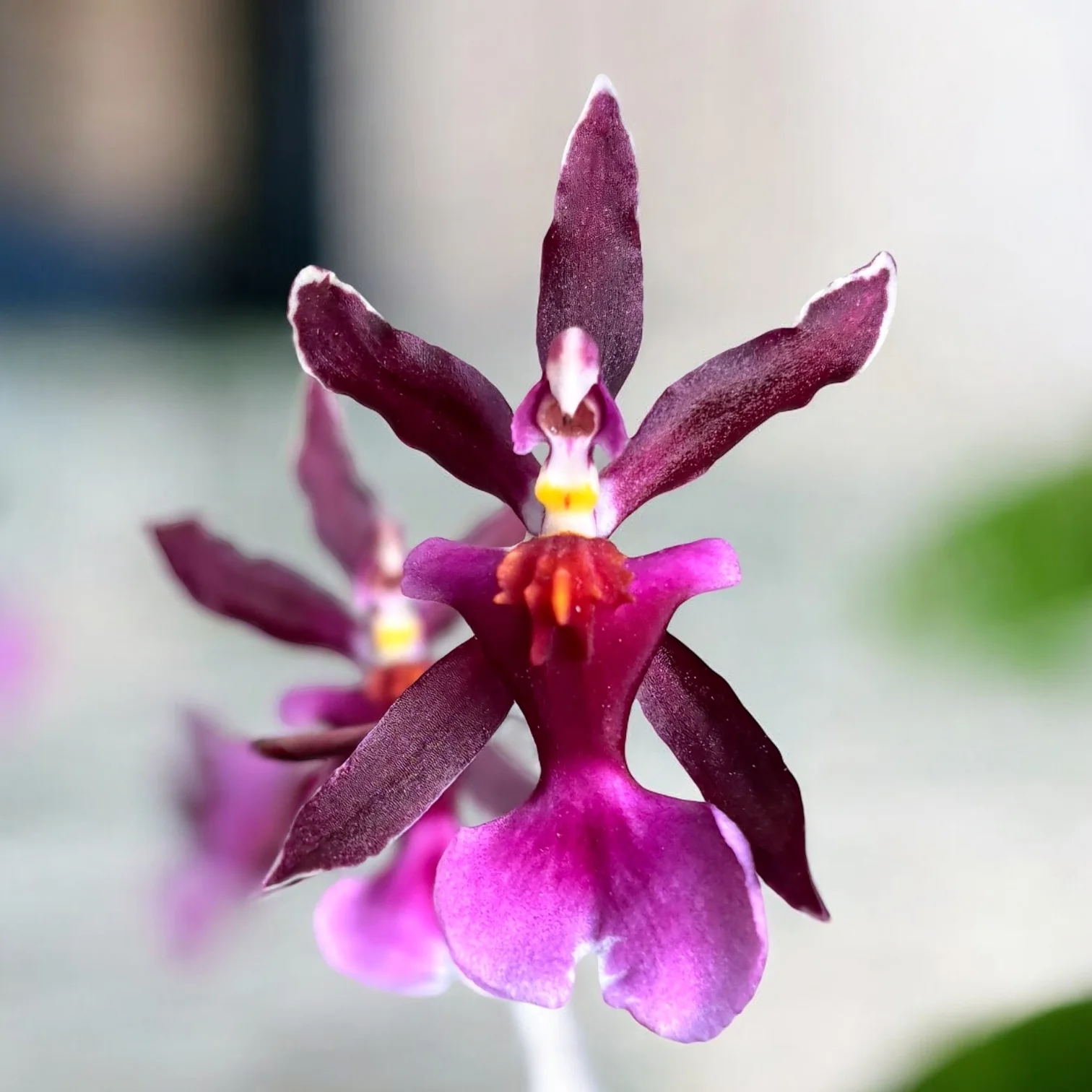 Oncidium Katrin Zoch „Mieke” – flori cu parfum de vanilie